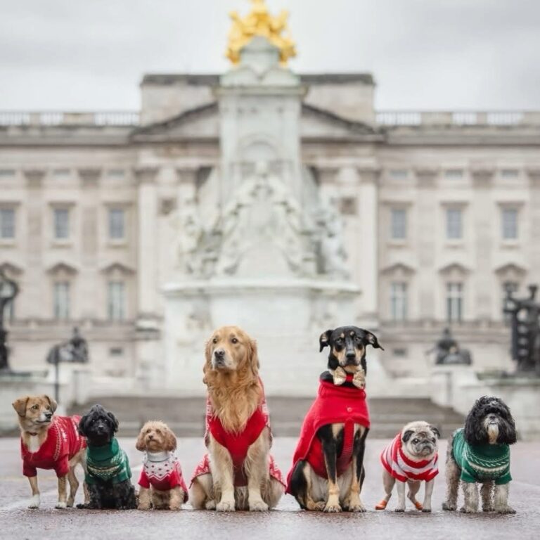 Dogs in christmas sweaters parade in front of Buckingham Palace for charity